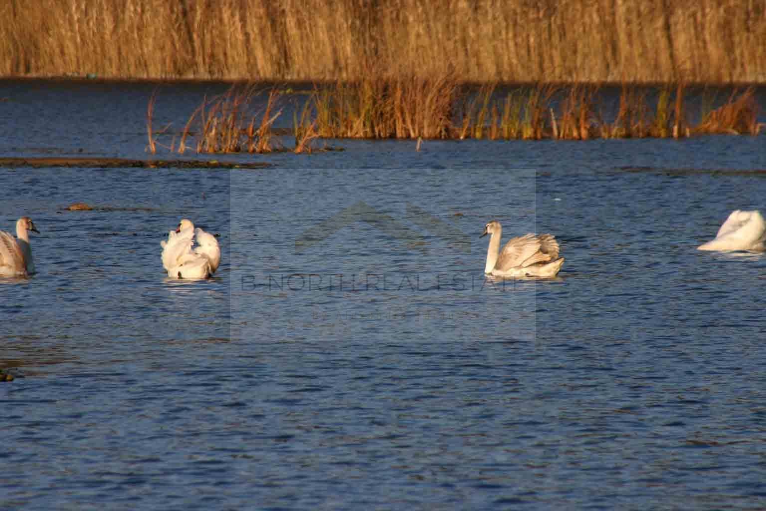 Reședință exclusivistă cu deschidere la Lacul Scroviștea — fotografia 11