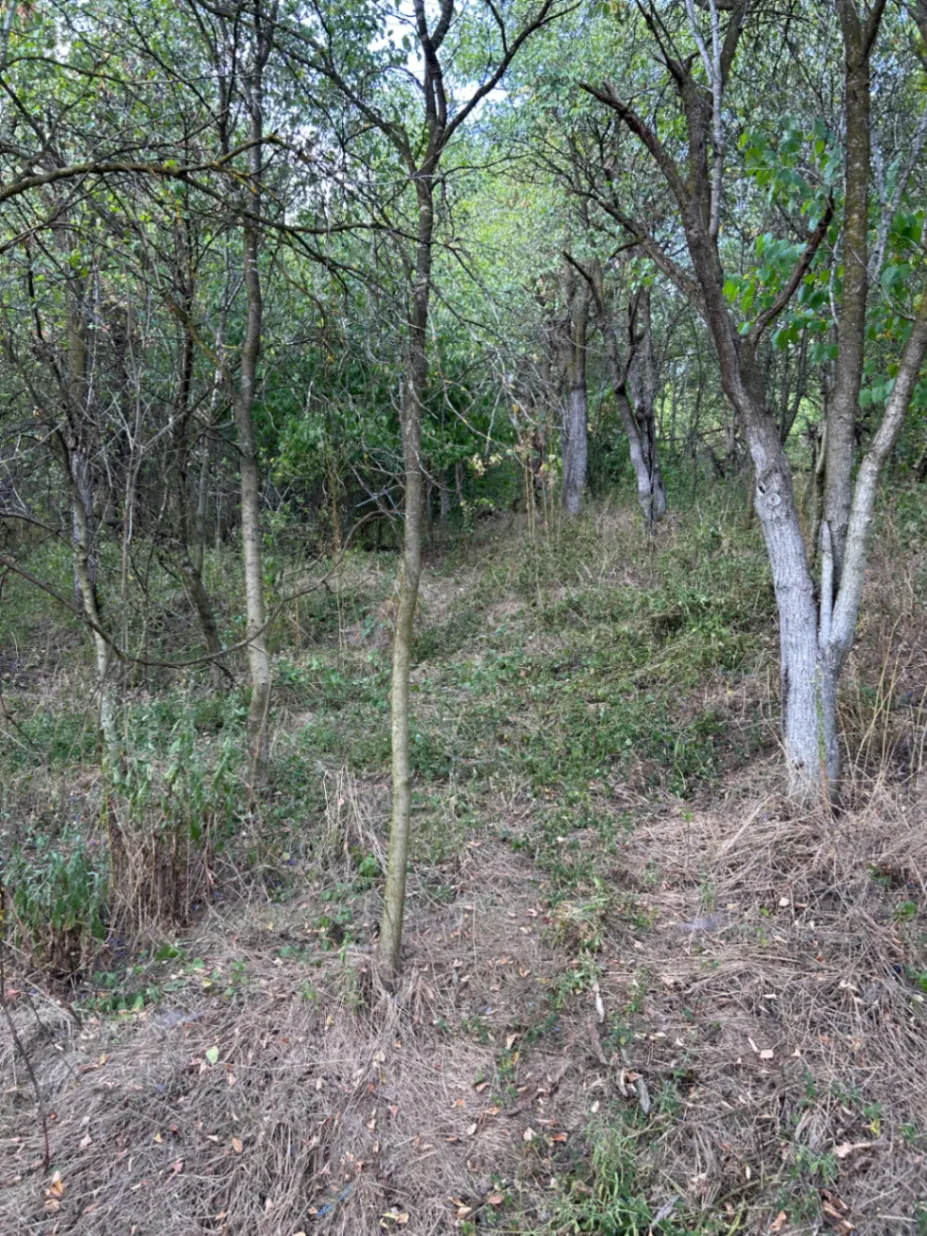 Gospodărie tradițională cu 1.650 mp teren, livadă și anexe – Chesău,comuna Mociu — fotografia 5