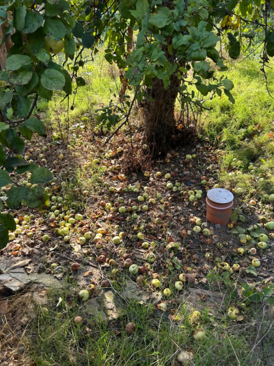 Gospodărie tradițională cu 1.650 mp teren, livadă și anexe – Chesău,comuna Mociu — fotografia 8