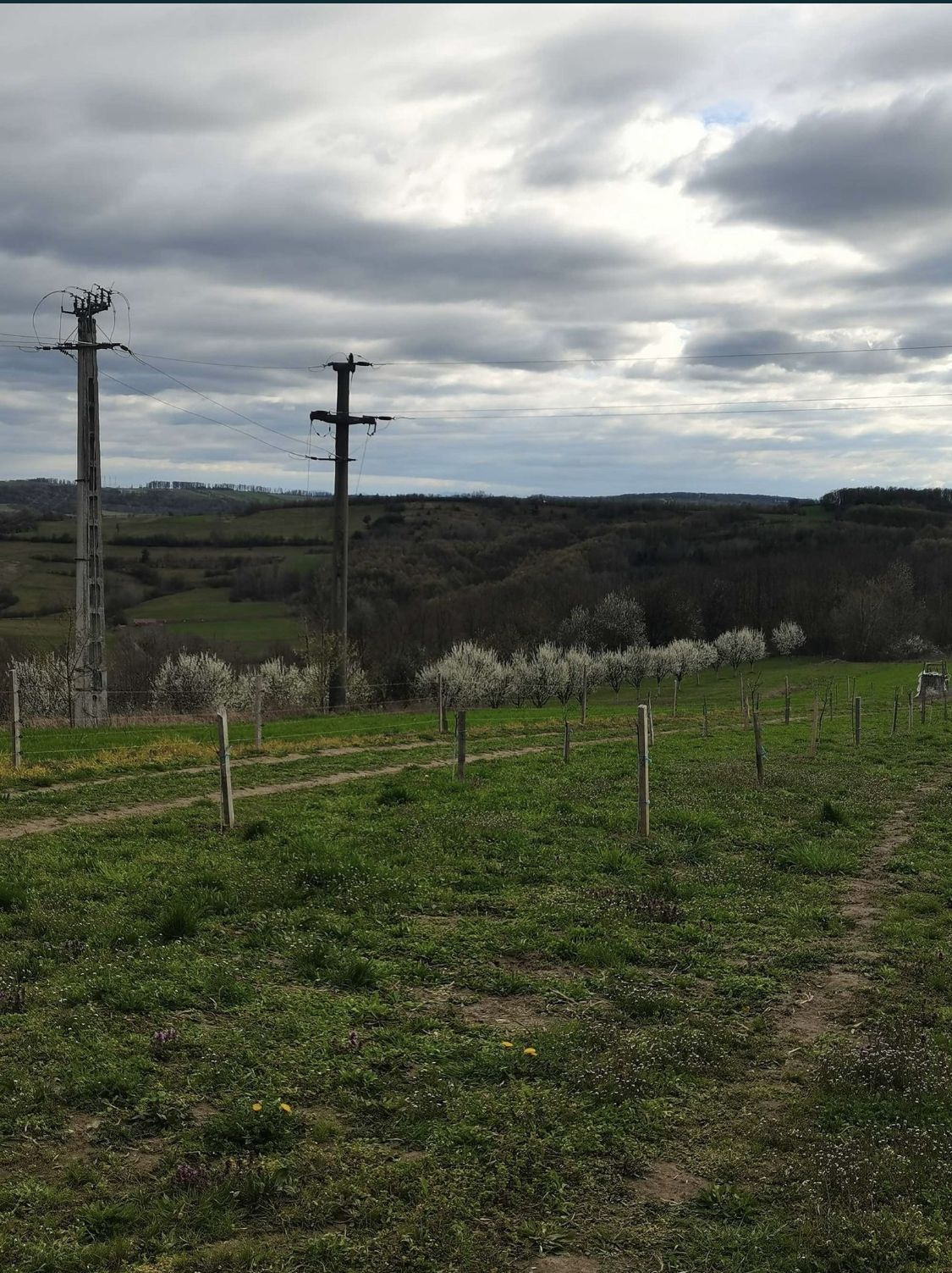 Teren cu o priveliste superba langa padure — fotografia 5