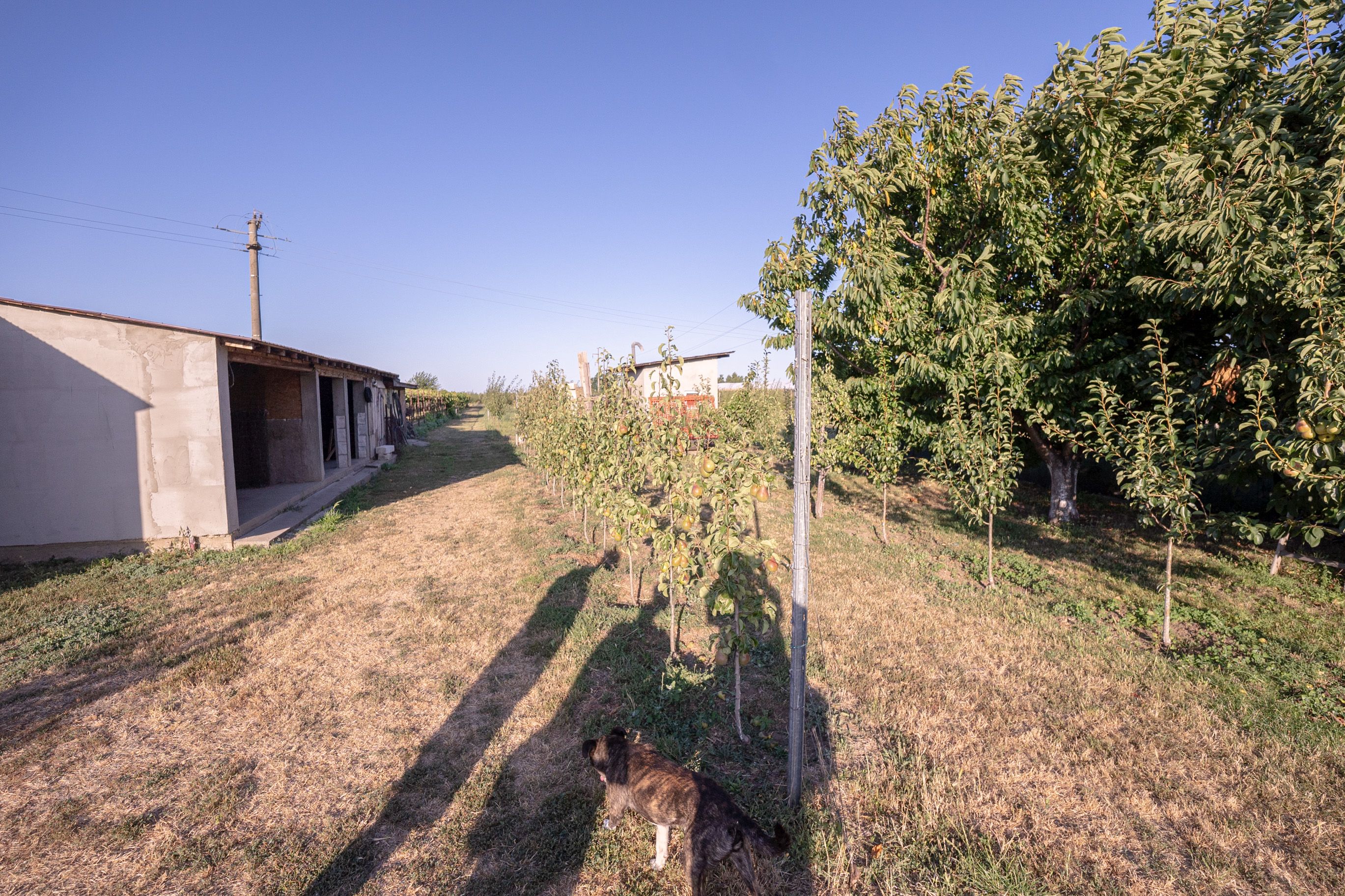Casă de vânzare Furceni – 7 camere, teren 8.000 m — fotografia 31
