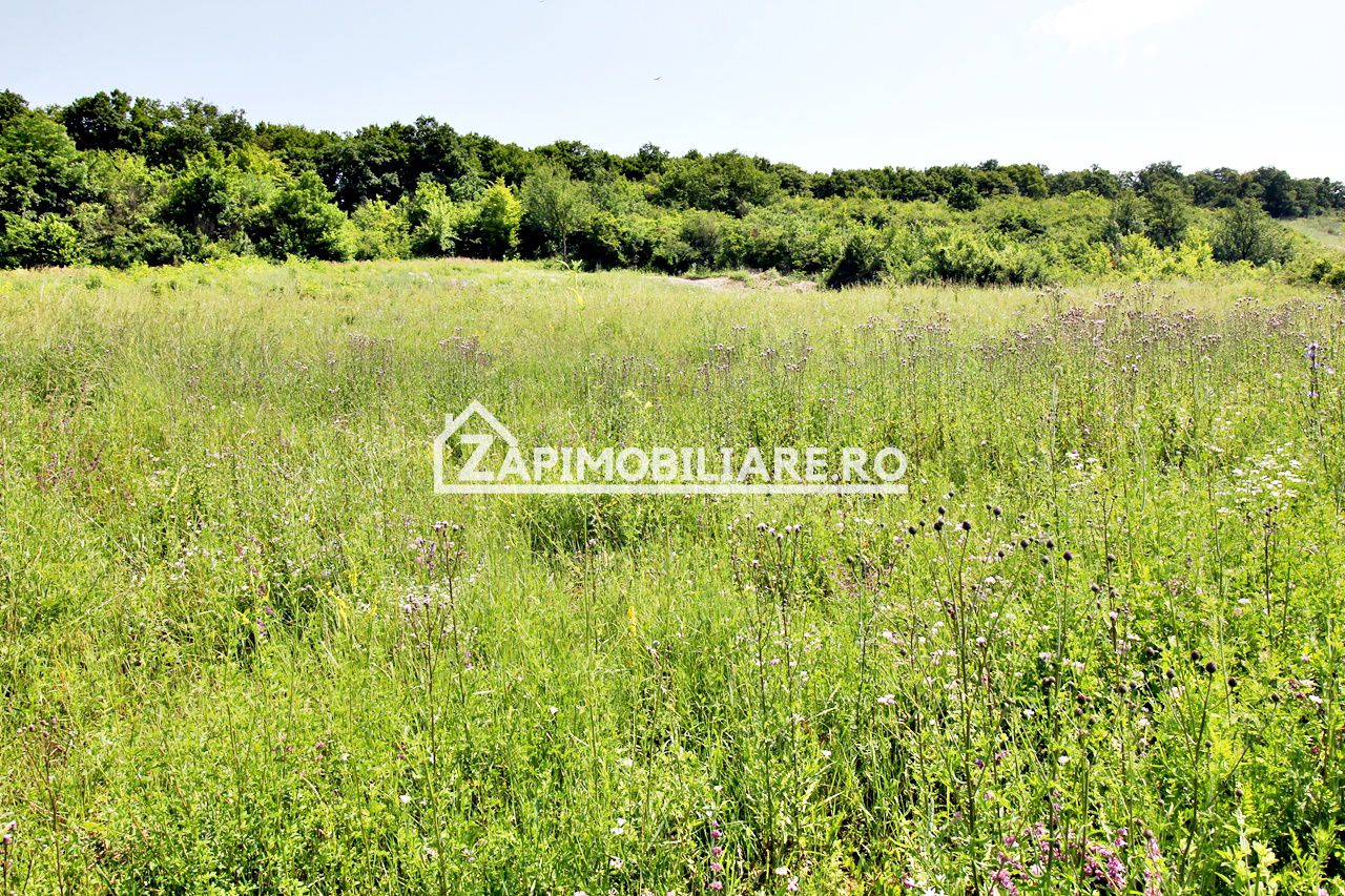 Teren 5.000 mp Corunca in spate la Dacia 40 euro mp — fotografia 6