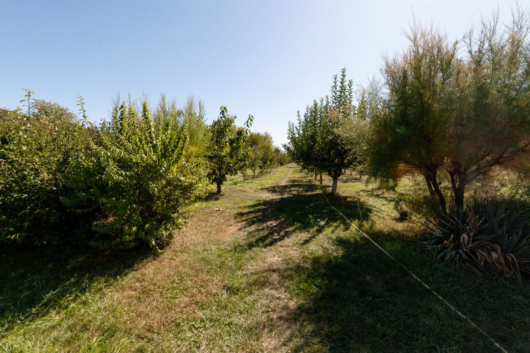 Casa visurilor cu 4000 mp livada roditoare si gradina Darmanesti-Arges — fotografia 6
