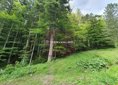 Teren intravilan de vanzare in Sinaia - Zona Furnica