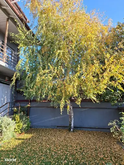Casa cu mesteacan - DIRECT PROPRIETARI! - spectaculos toamna