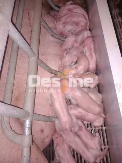AFACERE LA CHEIE FERMA DE PORCI