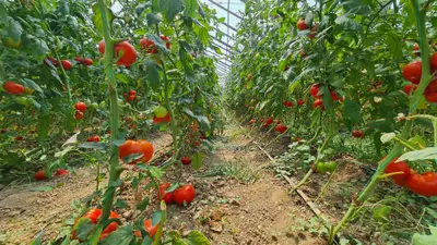 Investitie sigura! Vanzare ferma de legume care merge in plin!